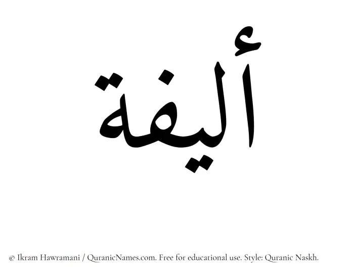 The Muslim name Aleefa written in Quranic naskh script