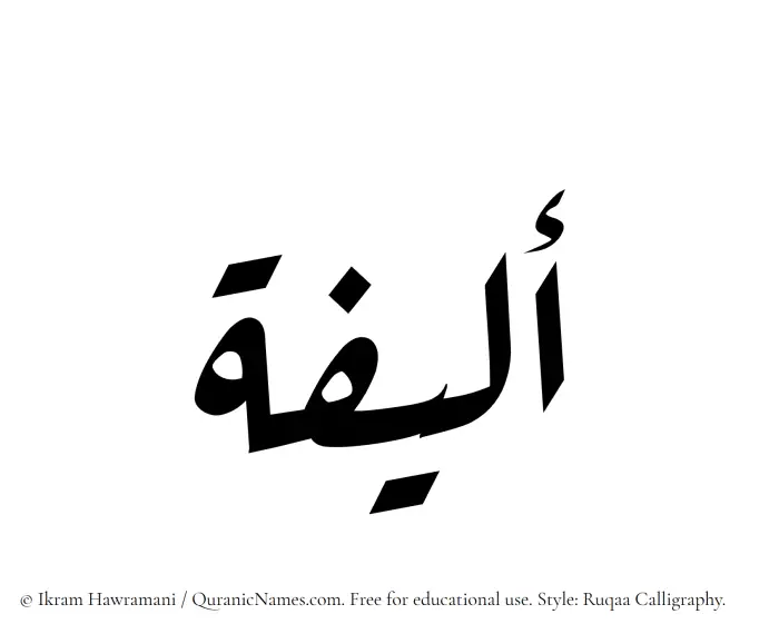 The Muslim name Aleefa written in Ruqaa calligraphic script