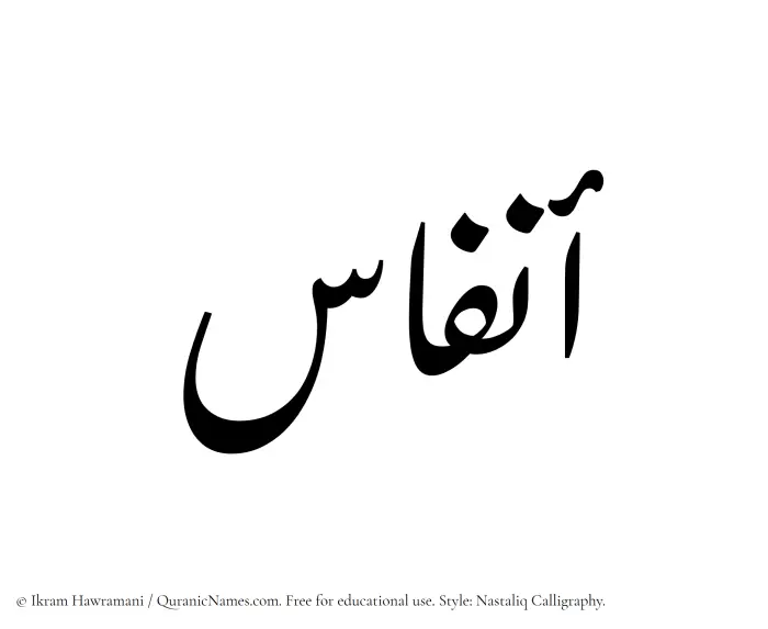 The Muslim name word Anfas written in Nastaliq calligraphic script