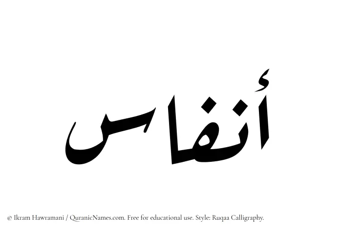 The Muslim name Anfas written in Ruqaa calligraphic script