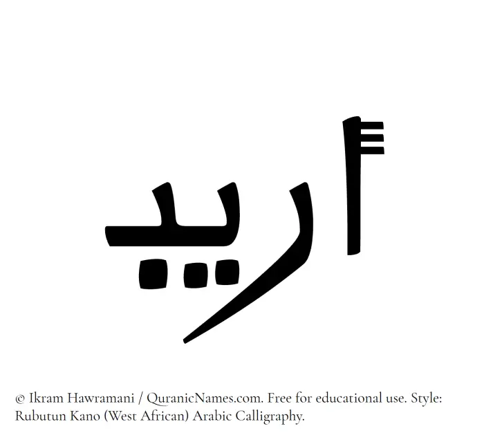 The Muslim name Areeb written in Rubutun Kano calligraphic script