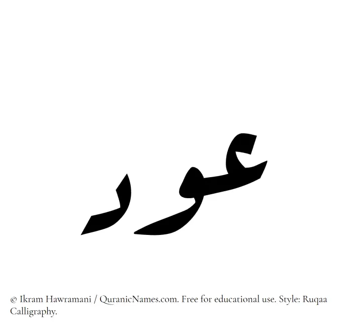 The Muslim name Awd written in Ruqaa calligraphic script