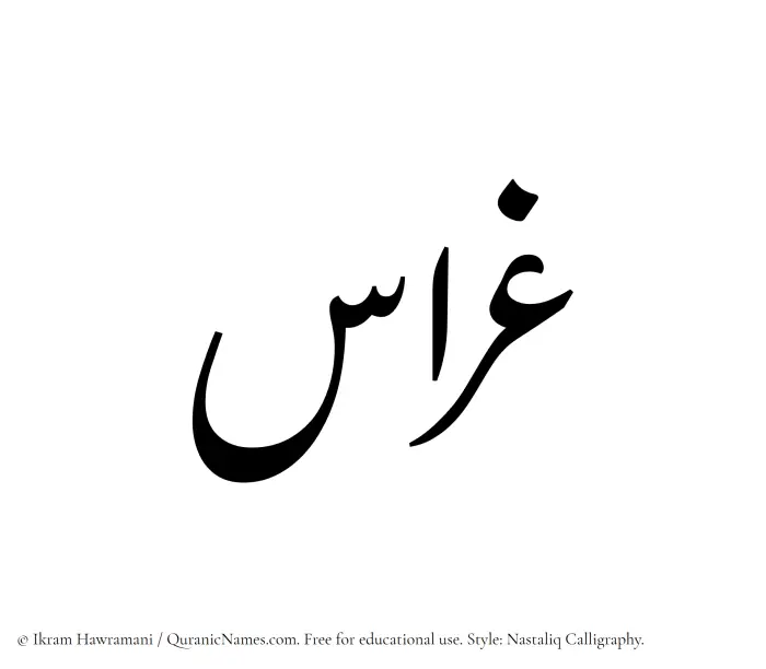 The Muslim name word Gharras written in Nastaliq calligraphic script