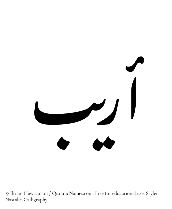The Muslim name word Oraib written in Nastaliq calligraphic script