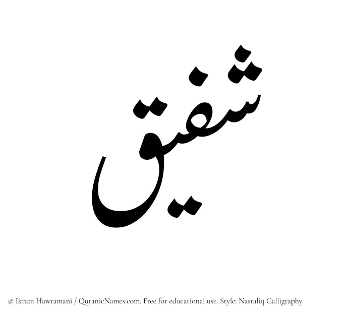 The Muslim name word Shafiq written in Nastaliq calligraphic script