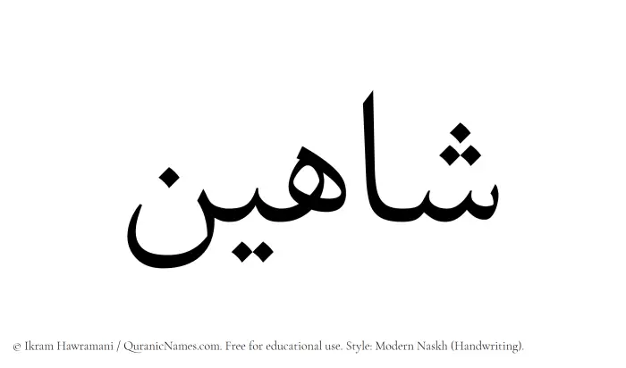 The Muslim name Shahin written in naskh script