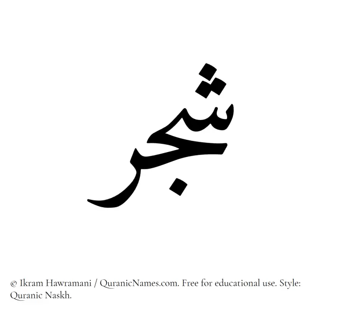 The Muslim name Shajar written in Quranic naskh script