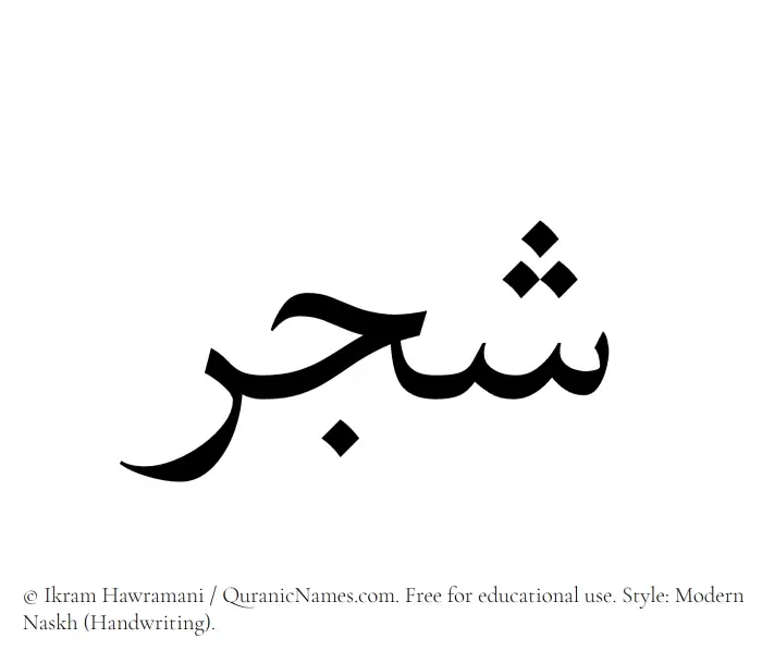 The Muslim name Shajar written in naskh script