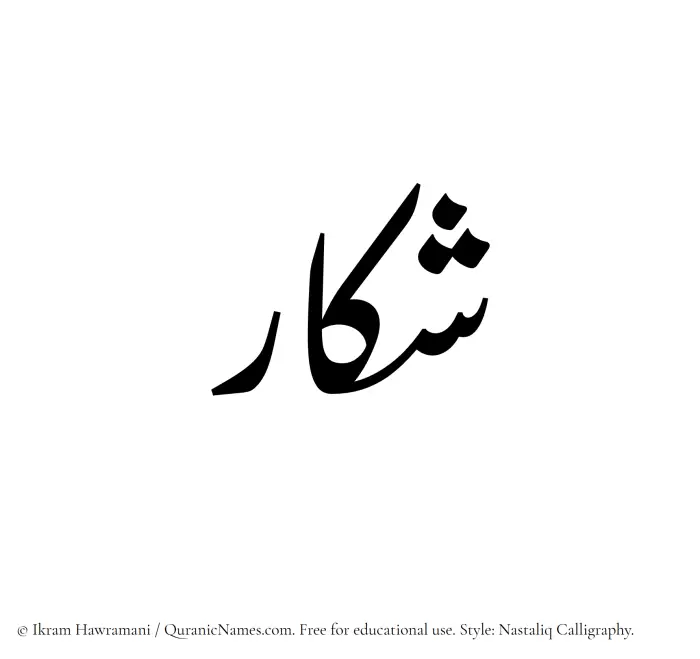 The Muslim name word Shakkar written in Nastaliq calligraphic script