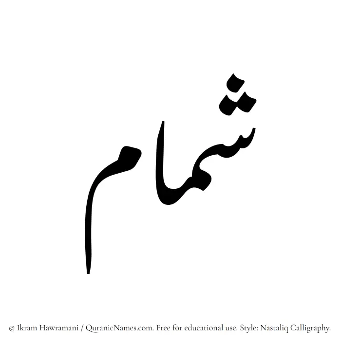 The Muslim name word Shammam written in Nastaliq calligraphic script