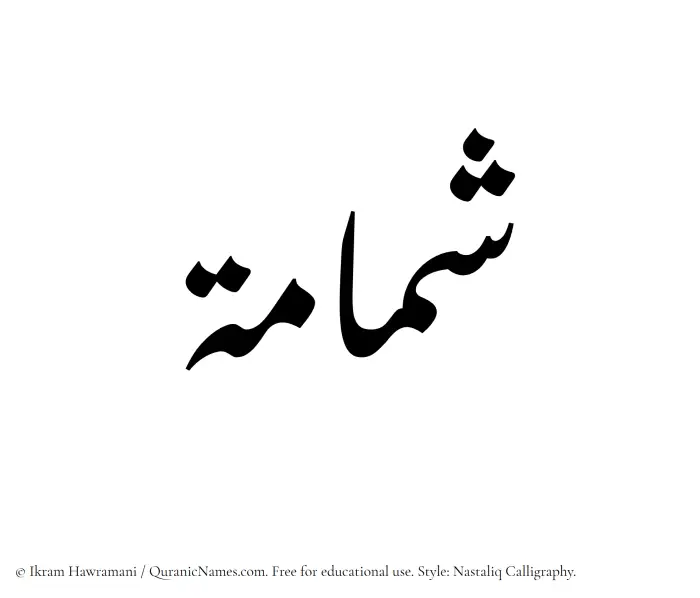 The Muslim name word Shammamah written in Nastaliq calligraphic script