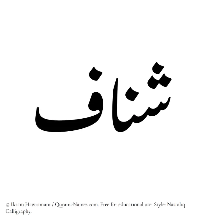 The Muslim name word Shannaf written in Nastaliq calligraphic script
