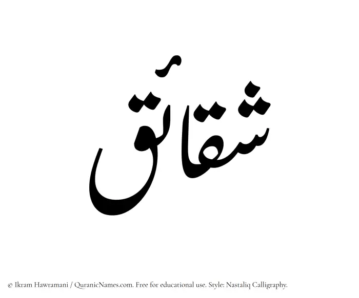 The Muslim name word Shaqaaiq written in Nastaliq calligraphic script