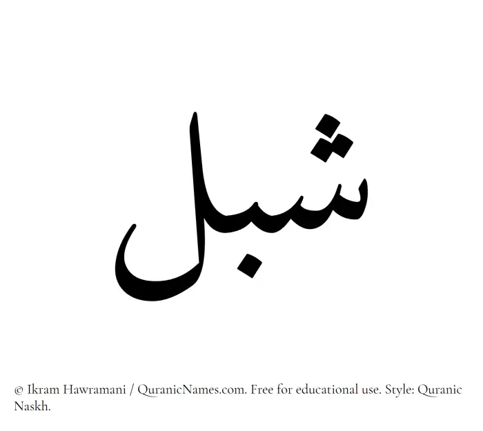 The Muslim name Shibl written in Quranic naskh script