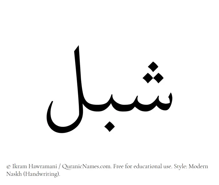 The Muslim name Shibl written in naskh script