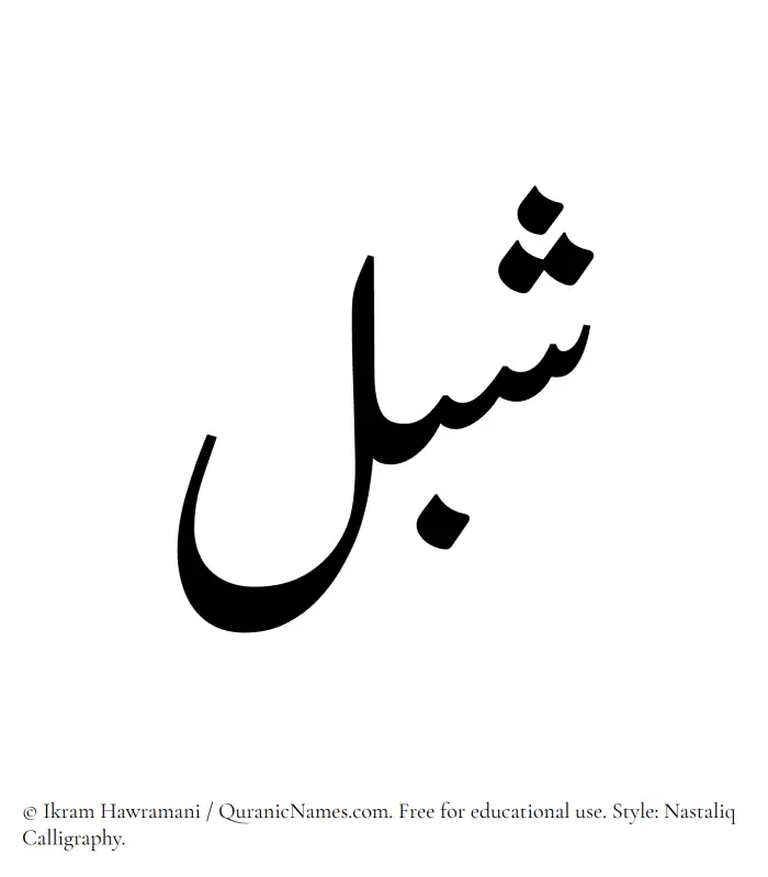 The Muslim name word Shibl written in Nastaliq calligraphic script