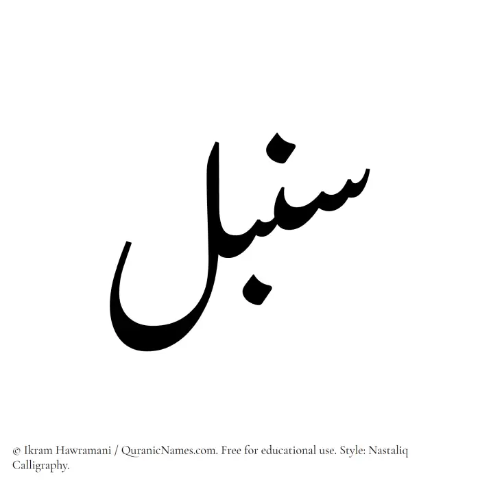 The Muslim name word Sonbol written in Nastaliq calligraphic script