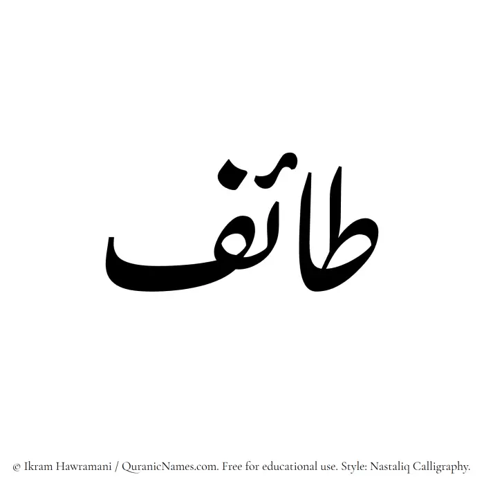The Muslim name word Taif written in Nastaliq calligraphic script