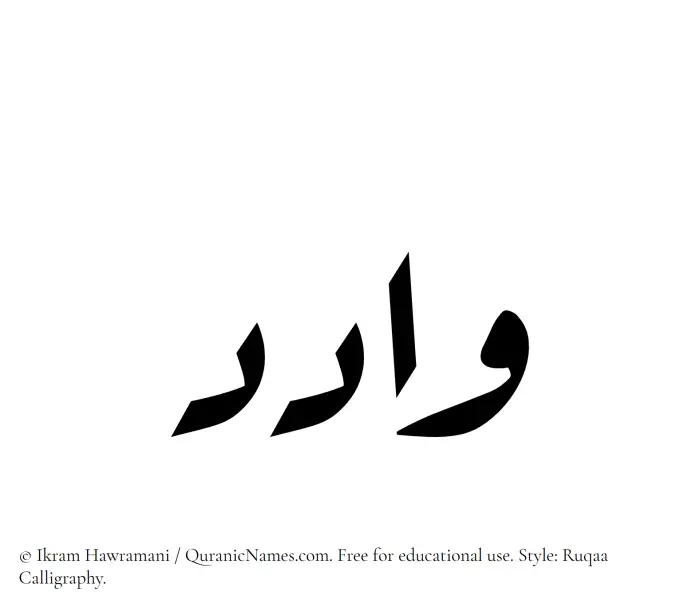 The Muslim name Wadid written in Ruqaa calligraphic script