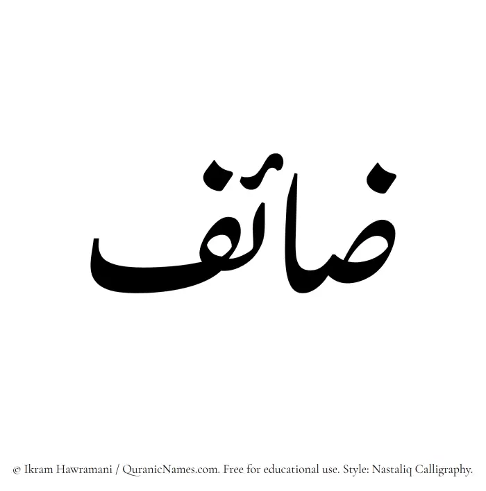The Muslim name word Zaaef written in Nastaliq calligraphic script