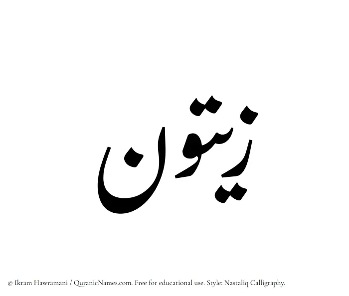 The Muslim name word Zaitun written in Nastaliq calligraphic script