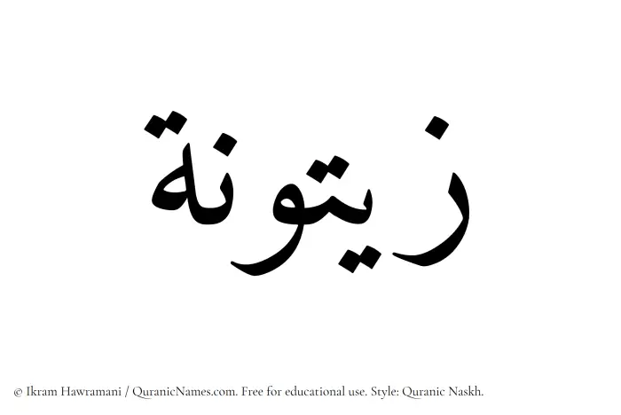 The Muslim name Zaituna written in Quranic naskh script