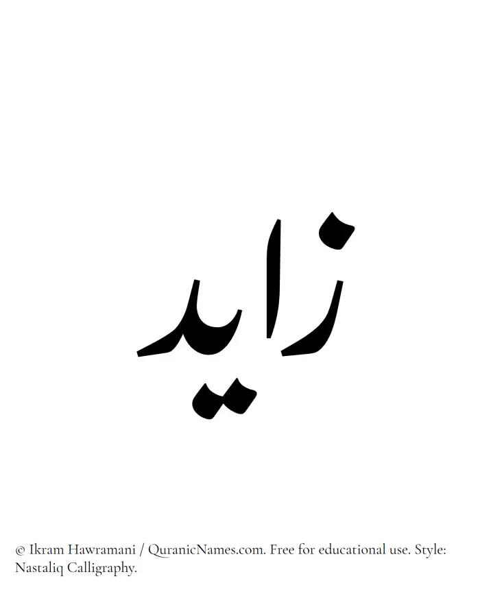 The Muslim name word Zayed written in Nastaliq calligraphic script