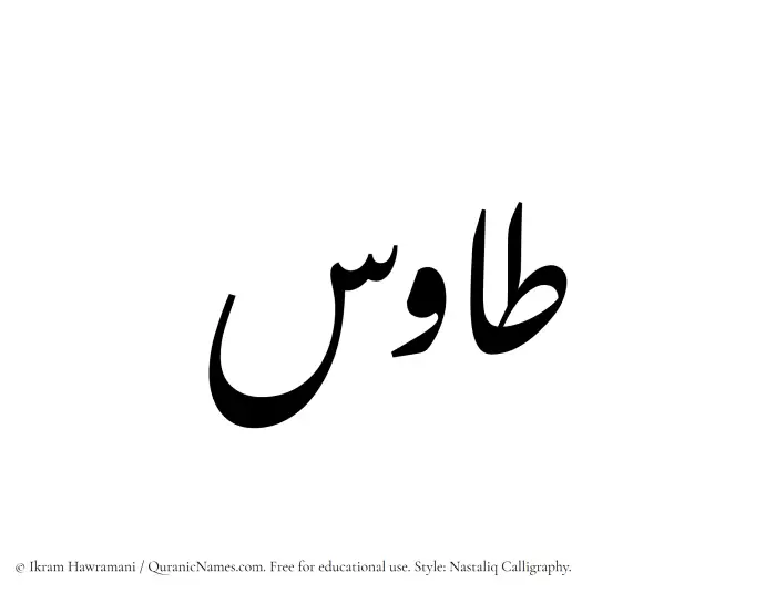 The Muslim name word Tawus written in Nastaliq